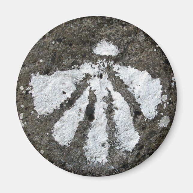 Scallop Snäcka Magnet (Framsidan)