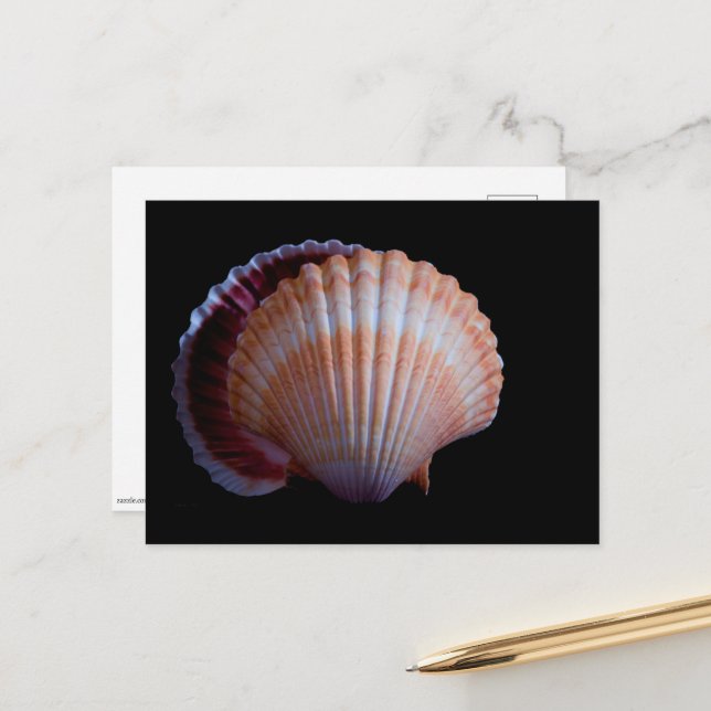Scallop Snäcka Postcard Vykort (Fram/Back In Situ)