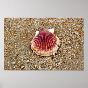 Scallop-Snäcka Poster