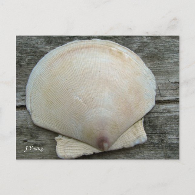Scallop-Snäcka Vykort (Framsida)