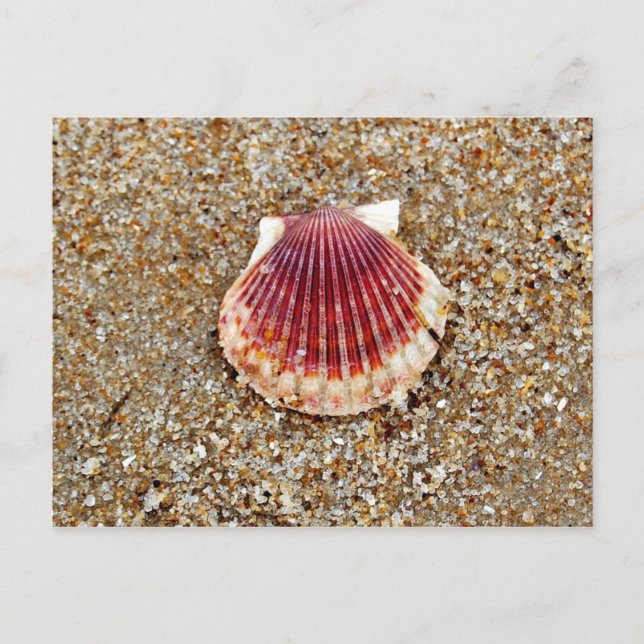 Scallop-Snäcka - vykort (Framsida)