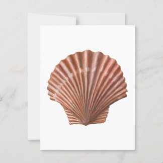 Scallop-Snäcka Vykort