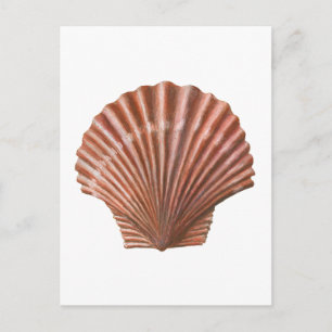 Scallop-Snäcka Vykort