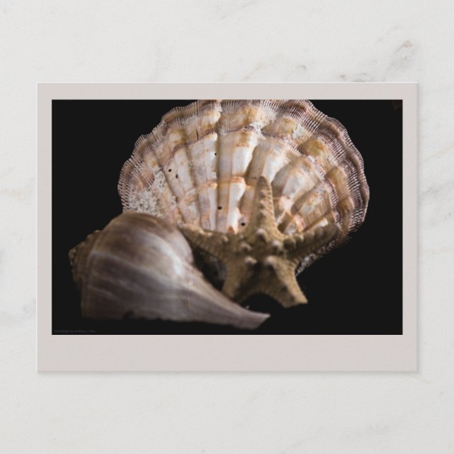 Scallop, Whelk, Sea Star Vykort (Framsida)