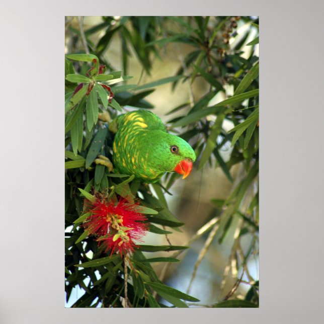 Scaly Brested Lorikeet Poster (Framsidan)