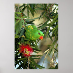 Scaly gick mot Lorikeet Poster