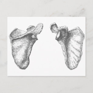 Scapula Grått Vykort