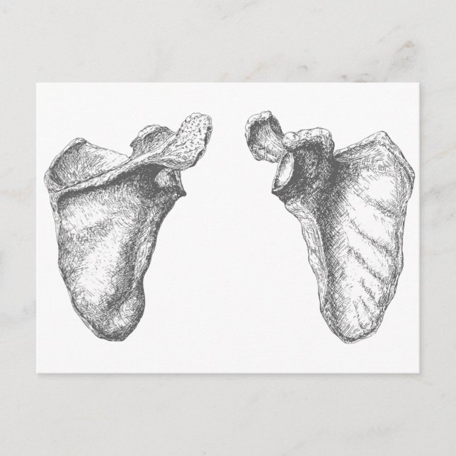 Scapula Grått Vykort (Framsida)
