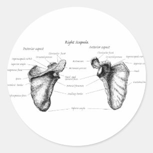 Scapula-information Runt Klistermärke