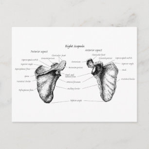 Scapula-information Vykort