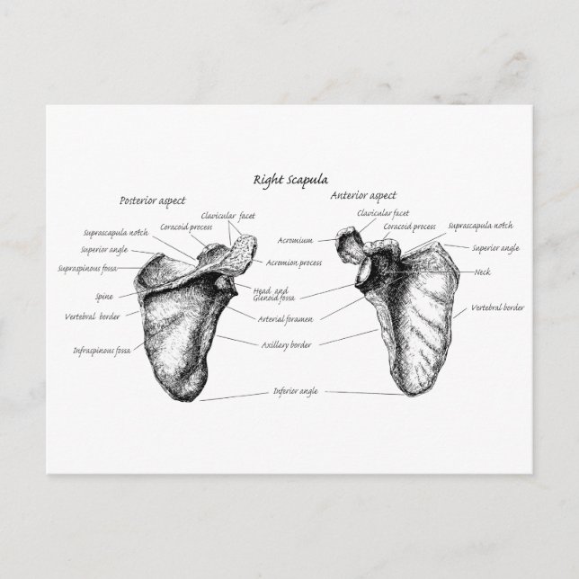Scapula-information Vykort (Framsida)