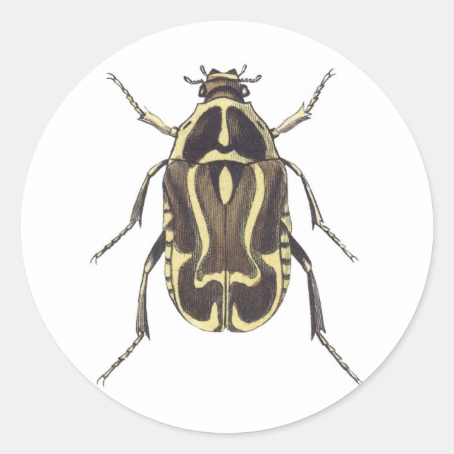 Scarab Beetle Runt Klistermärke (Framsida)