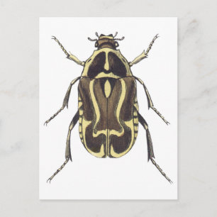 Scarab Beetle Vykort