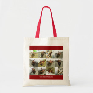 Scarab June Beetle Insekt Big Kryp Tygkasse