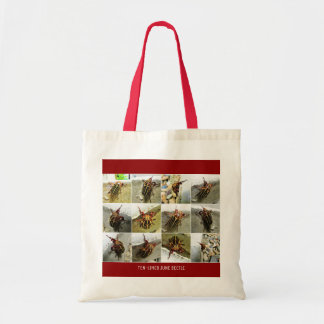 Scarab June Beetle Insekt Big Kryp Tygkasse