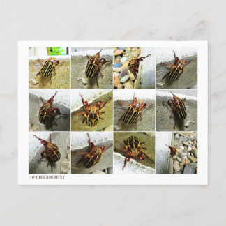 Scarab June Beetle Insekt Big Kryp Vykort