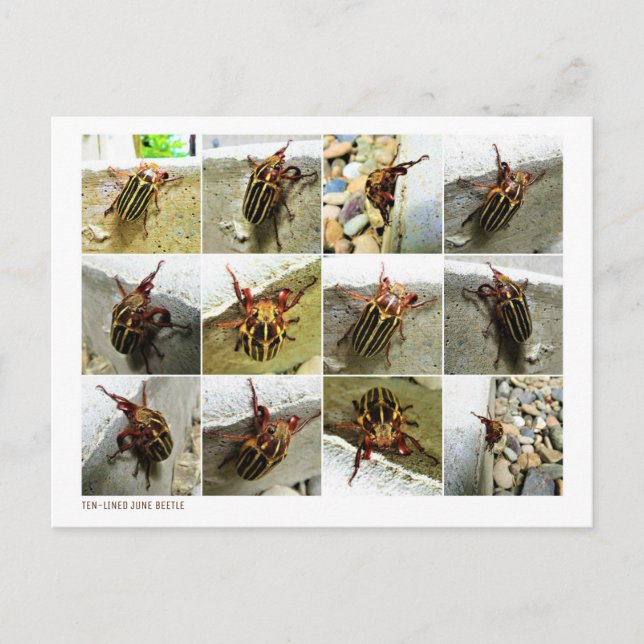 Scarab June Beetle Insekt Big Kryp Vykort (Framsida)