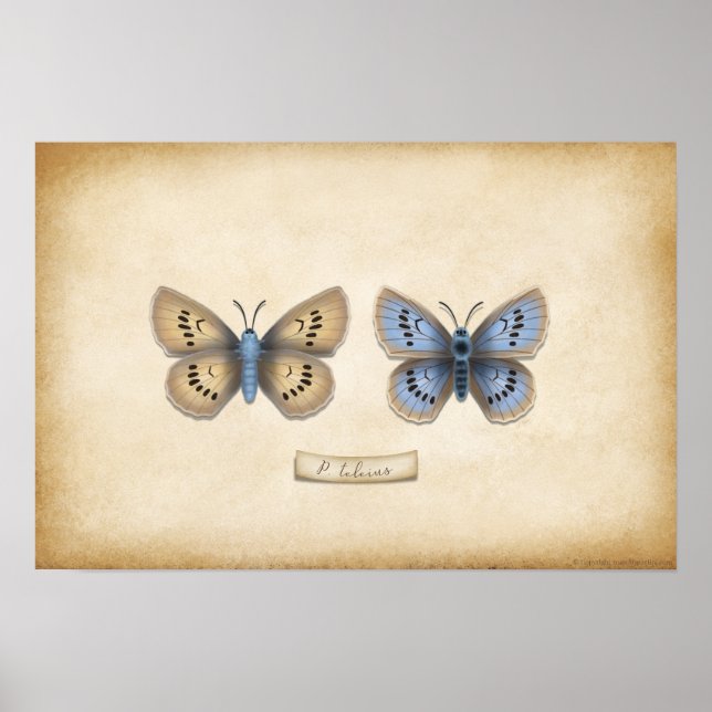 Scarce Large Blue Butterfly Naturalist Specimen Po Poster (Framsidan)