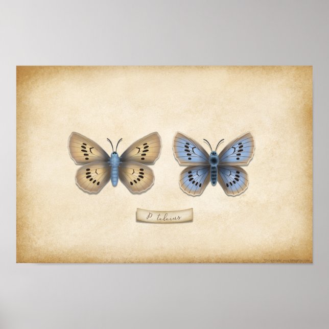 Scarce Large Blue Butterfly Naturalist Specimen Poster (Framsidan)