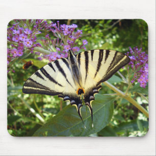 Scarce Swallowtail Butterfly Musmatta