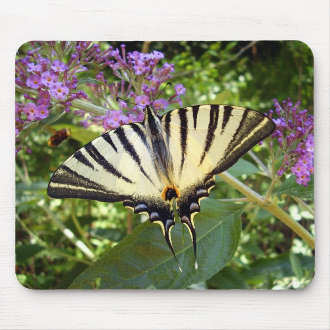 Scarce Swallowtail Butterfly Musmatta (Framsidan)