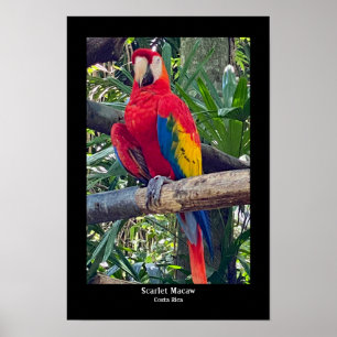 Scarlen Macaw Costa Rica Poster Skriv ut