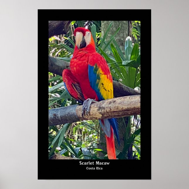 Scarlen Macaw Costa Rica Poster Skriv ut (Framsidan)