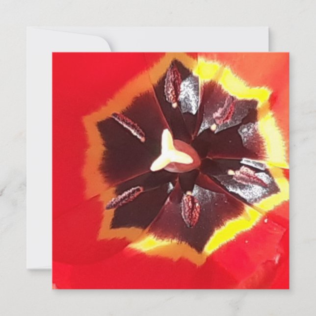 Scarlen Red Tulip-platta kort (Framsida)