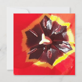 Scarlen Red Tulip-platta kort