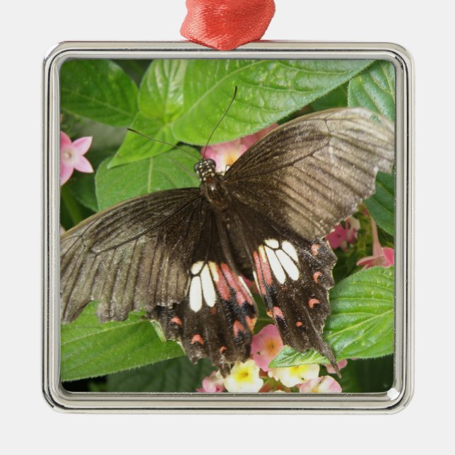 Scarlen Sallowtail Butterfly Makro Ornament (Framsidan)