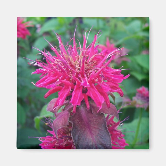 Scarlet Beebalm Magnet (Framsidan)