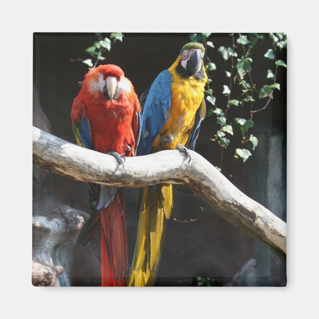 Scarlet / Blå och Guld Macaw Magnet (Framsidan)