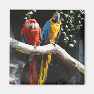 Scarlet/blått och guldMacawmagnet Magnet