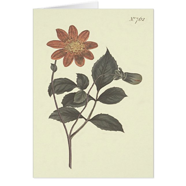 Scarlet Dahlia botaniska illustration med blomstra Hälsningskort (Framsidan)