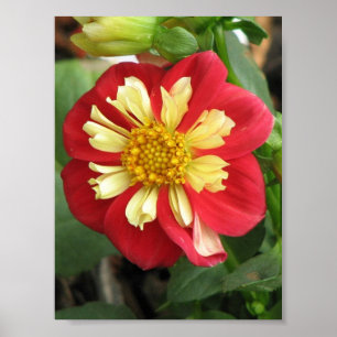 Scarlet Dahlia Goldalia Poster