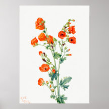 Scarlet Desert Globemallow of Apricot Mallow