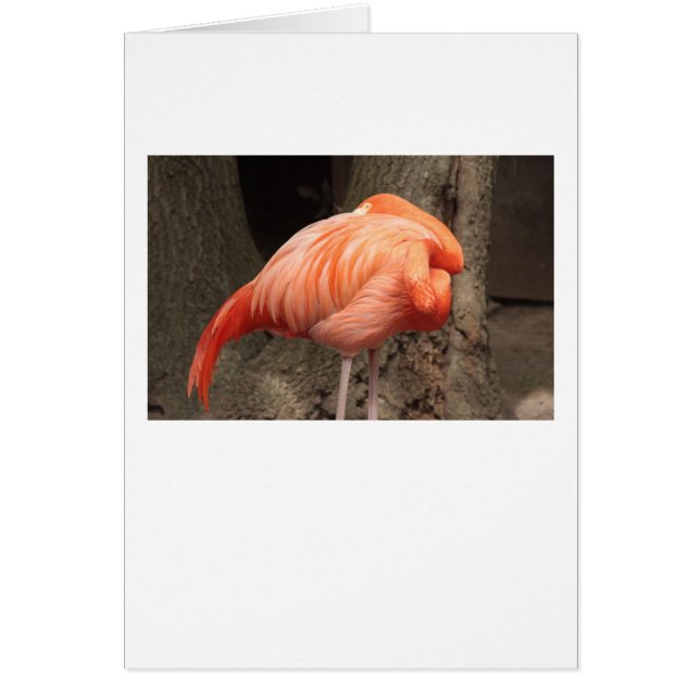 Scarlet Flamingo Hälsningskort (Framsidan)