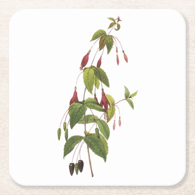 scarlet fuchsia (Fuchsia coccinea) av Redouté Underlägg Papper Kvadrat (Framsidan)