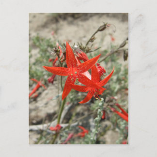 Scarlet Gilia Vykort