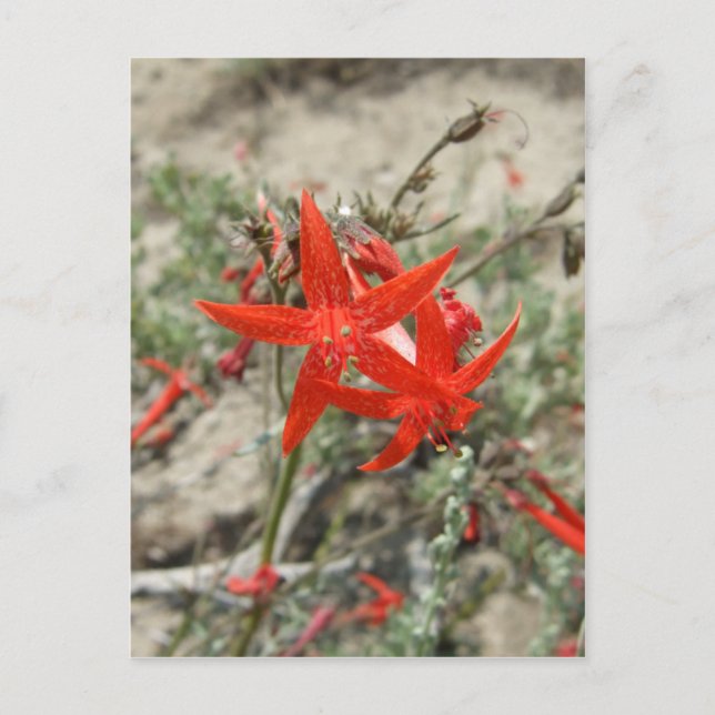 Scarlet Gilia Vykort (Framsida)