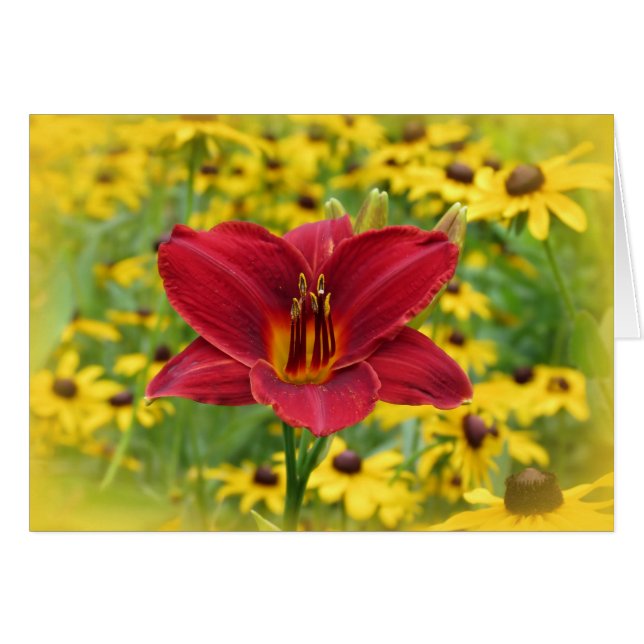 Scarlet Guld - Daylily Hälsningskort (Framsidan Horizontal)
