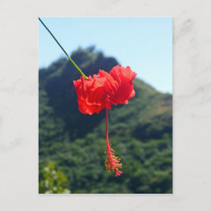 Scarlet Hibiscus, Hawaii Vykort
