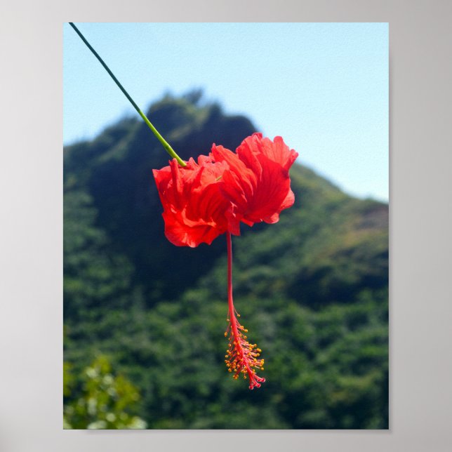 Scarlet Hibiscus i Hawaii Poster (Framsidan)