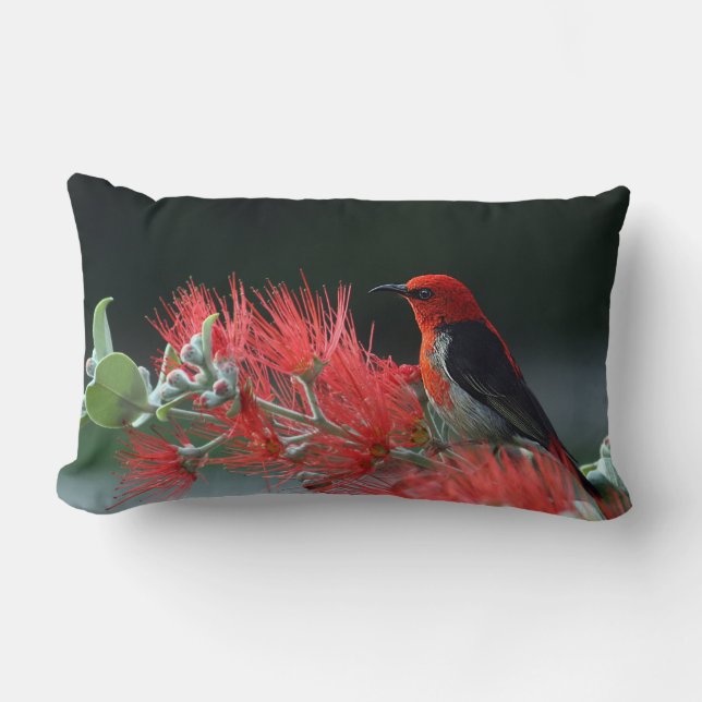 Scarlet Honeyeater 1 Pillows Lumbarkudde (Framsida)