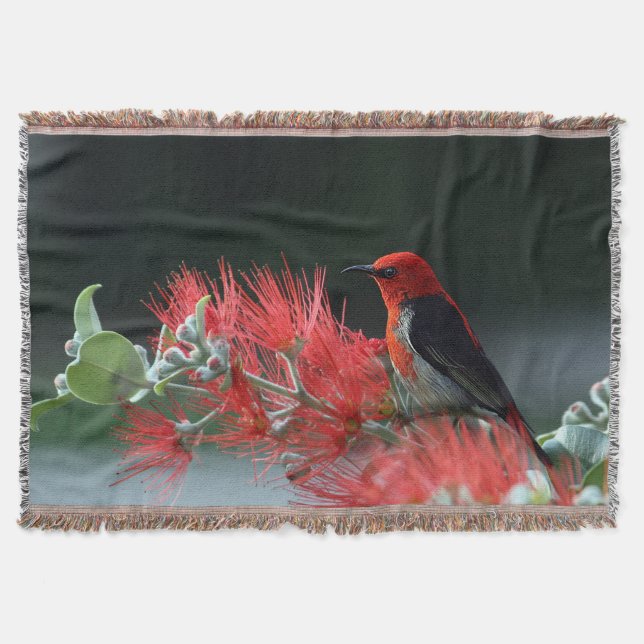 Scarlet Honeyeater 1 Tvåtblanksteg Filt (Framsidan)