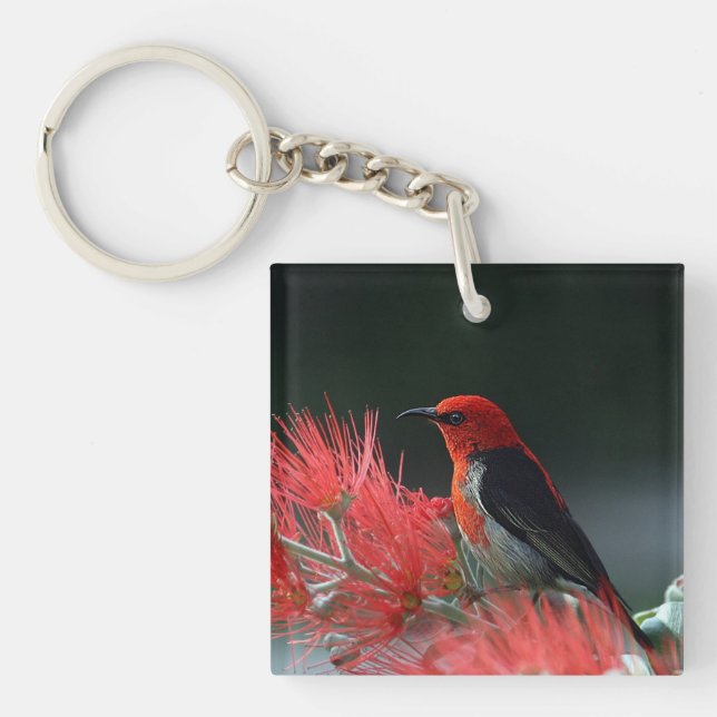 Scarlet honeyeater Exotic Bird (Framsidan)