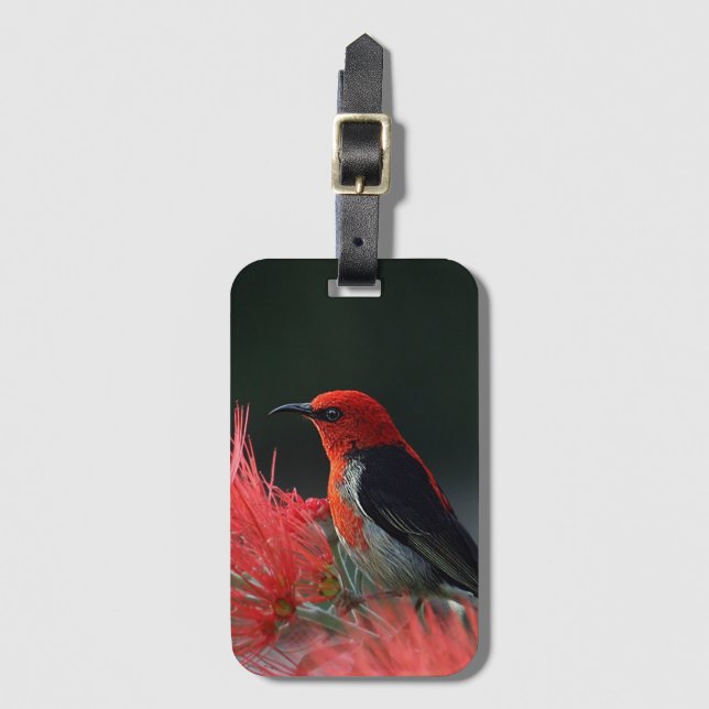Scarlet honeyeater Exotic Bird Bagagebricka (Framsida vertikal)