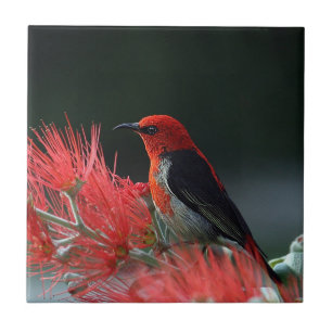 Scarlet honeyeater Exotic Bird Kakelplatta