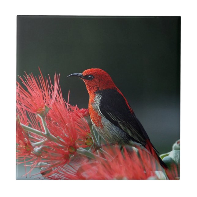 Scarlet honeyeater Exotic Bird Kakelplatta (Framsidan)