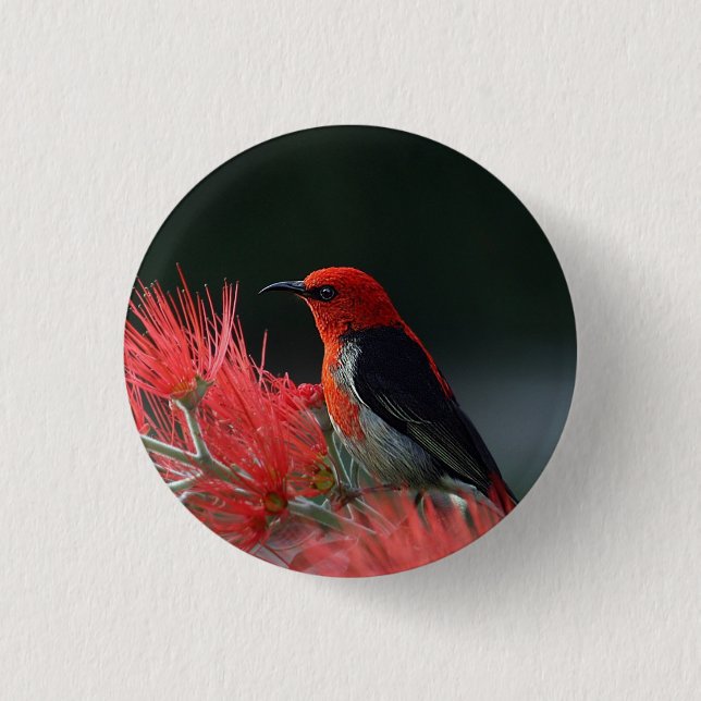 Scarlet honeyeater Exotic Bird Knapp (Framsida)